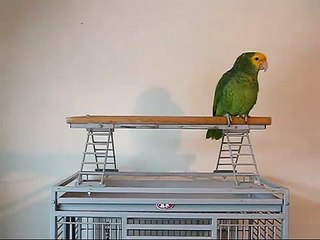 Поющий амазонский попугай