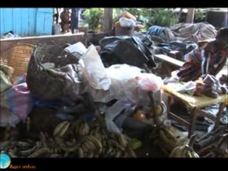 Brave Paysan / Culture de la banane plantain (2eme partie)