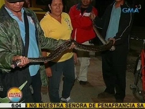 UB: Mga residente sa isang subdivision sa Cainta, Rizal, binulabog ng 10 talampakang sawa