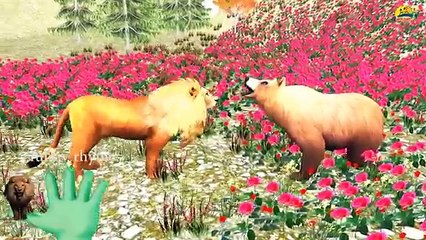 BearV/S Tiger Finger Family Nursery Children 3d English Rhymes | Animated Finger kids songs