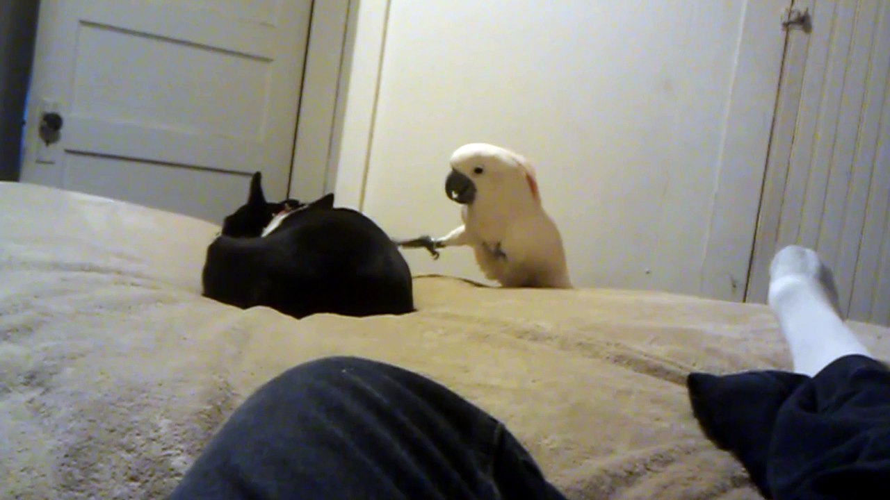 Don't Wake The Sleeping Pooch