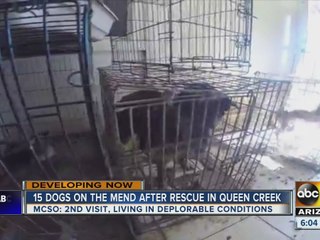 More than a dozen dogs removed from Queen Creek home