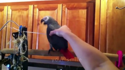 ЛУЧШИЕ ПРИКОЛЫ 2016 ДЕКАБРЬ | Лучшая Подборка Приколов #244