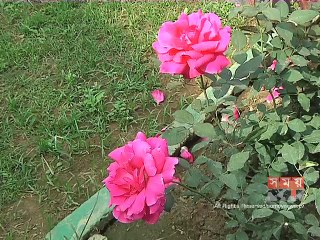 পাবলিক বিশ্ববিদ্যালয়ে প্রতিবছর শিক্ষা ছুটিতে থাকেন দুই হাজার শিক্ষক