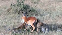 Four Cheetahs Trying to Bring Down a Male Impala