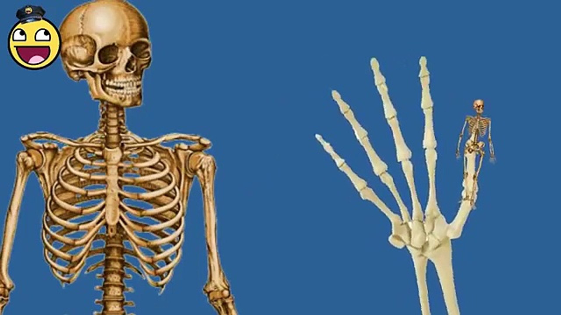 Cartoons for Kids | Skeleton Finger Family Rhymes | Finger Family Collection