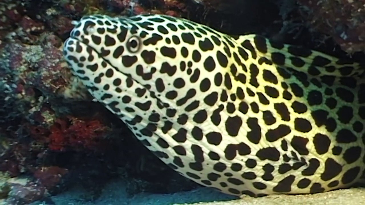 Maldives, A Diving Paradise - Now in High Quality! (Part 2/5)