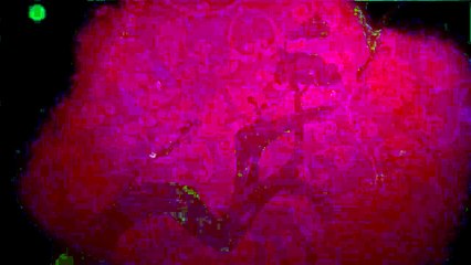 Année du Coq - Overwatch