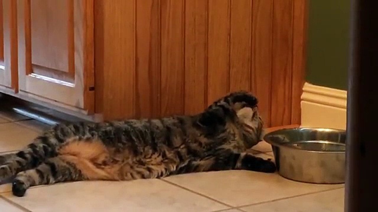 A Sluggish Cat's Play With Water..