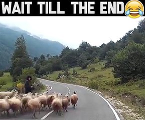 Savage AF Sheep