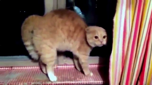 Разговор с котом #1