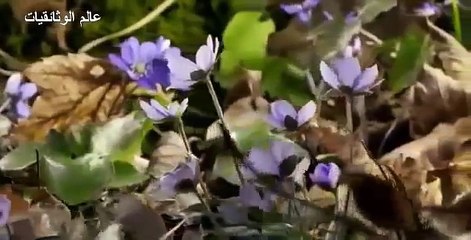 وثائقي أنا نسر_أقوى و أخطر و أضخم النسور في العالم The Eagles most dangerous in the world