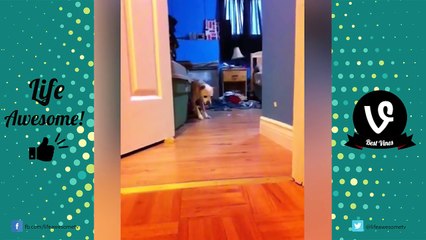 TRY NOT TO LAUGH OR GRIN - NEW Funny Cat & Dog Compilation 2016 by Life Awesome