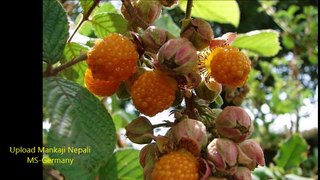 Myagdi Village Folk Song ,Dana Tatopani , beautiful sceneries, part 2