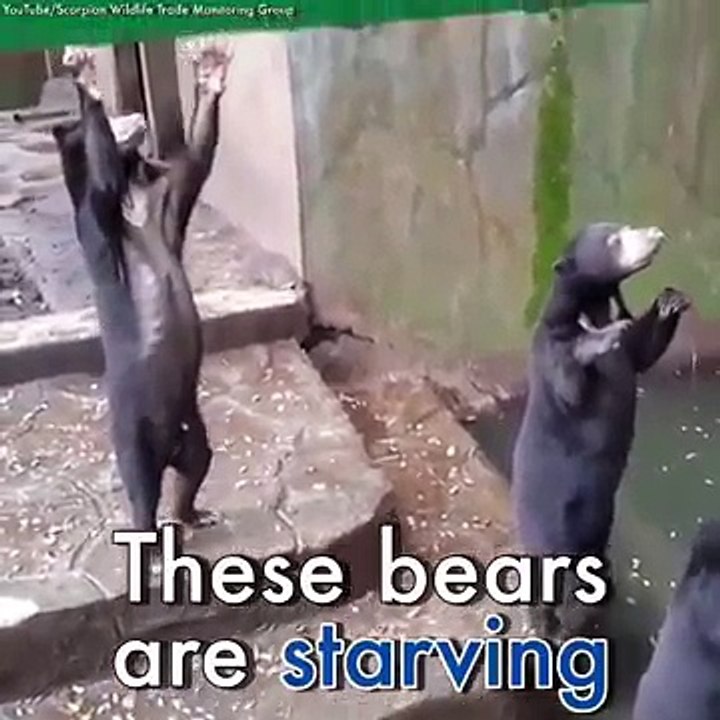 La vidéo d'ours squelettiques dans un zoo scandalise les internautes ! Honteux...