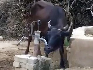 Very Intelligent Cow