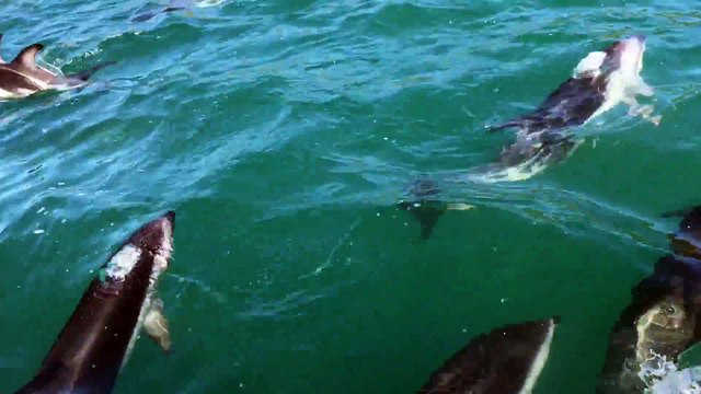 Il fait du Jet Ski avec des centaines de Dauphins... Grand moment!