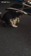 Tiens! Prend ça Minion...