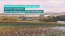 Pour les agriculteurs, le froid permet de tuer les parasites