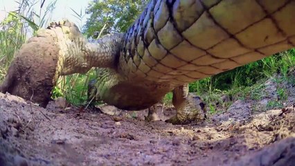 Interview with John Downer and Rob Pilley - Spy in the Wild - BBC One