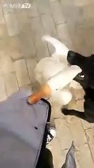 Un chien protège son maître d'une oie agressive qui l'attaque