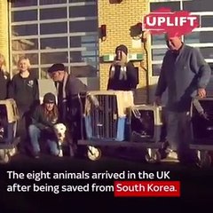 Sky News_Dogs saved from the South Korea's dog meat trade 18Jan17