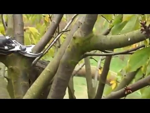 Lisam Süper Sly Zeytin Budama Makası lisamtr.com/