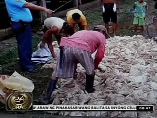 24Oras 092514 513,000 manok sa Laoag, nangamatay kasunod ng paghagupit ng bagyong Mario