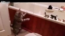 banyoda bir kedi