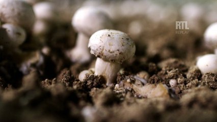 Pourquoi le leader français du champignon peine à recruter 30 CDI