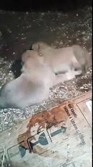 Yeni Doğan Kangal Köpek Yavruları