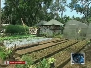 Saksi: Mga rooftop, billboard at dumpsite sa siyudad, ginawang gulayan