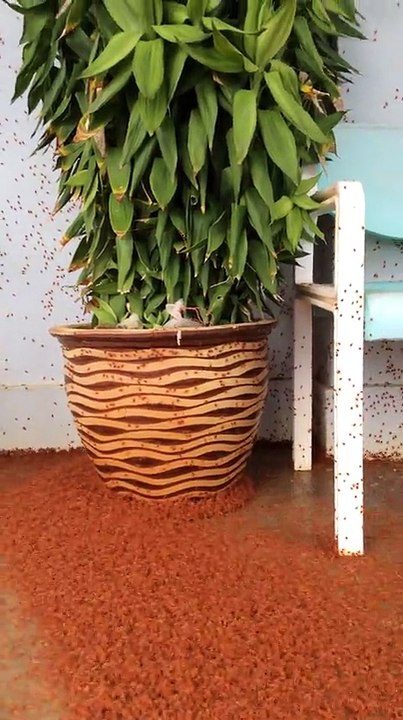 Des millions de crabes se déplacent sur la plage pour s’accoupler... Un spectacle naturel saisissant !