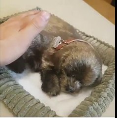 Best Funny  Lava 2017 friends show and tour pat-4