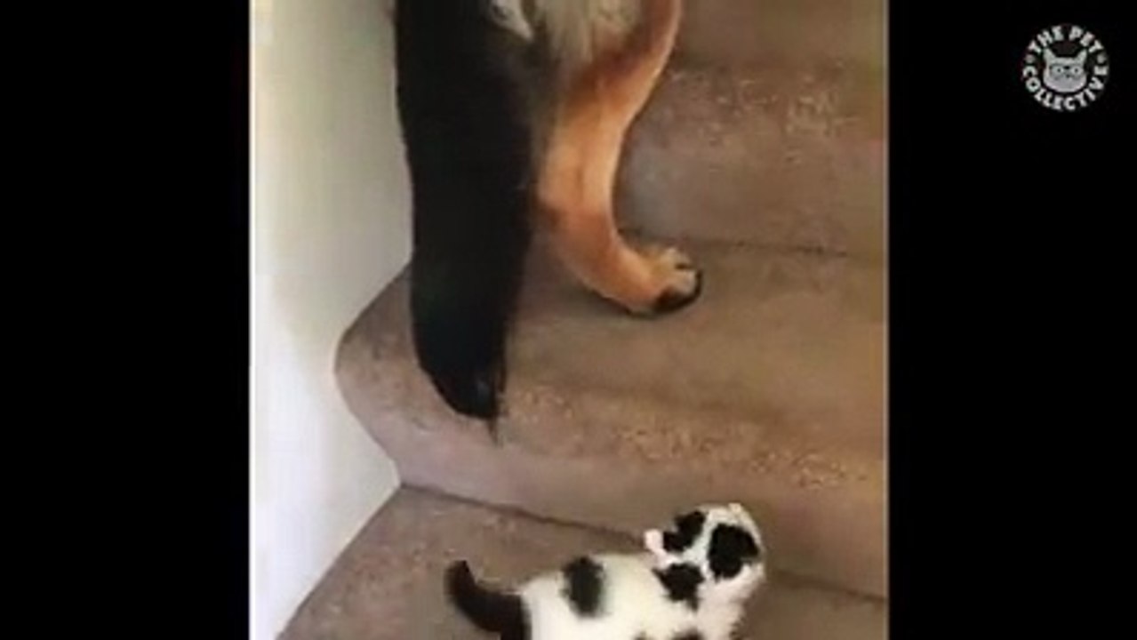 Dog Loves With Cat