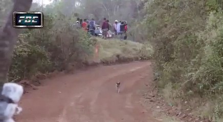 повезло собаке