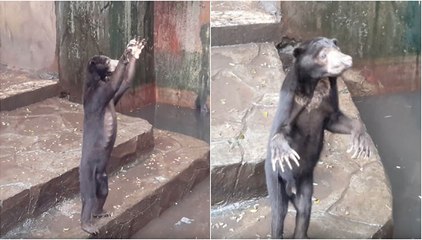 Este vídeo chocante que mostra ursos esqueléticos a implorar por comida num jardim zoológico está a chocar o mundo intei