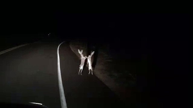 Incroyable bagarre de deux lièvres au bord de la route