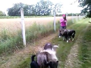 Kafkas Çoban Köpekleri