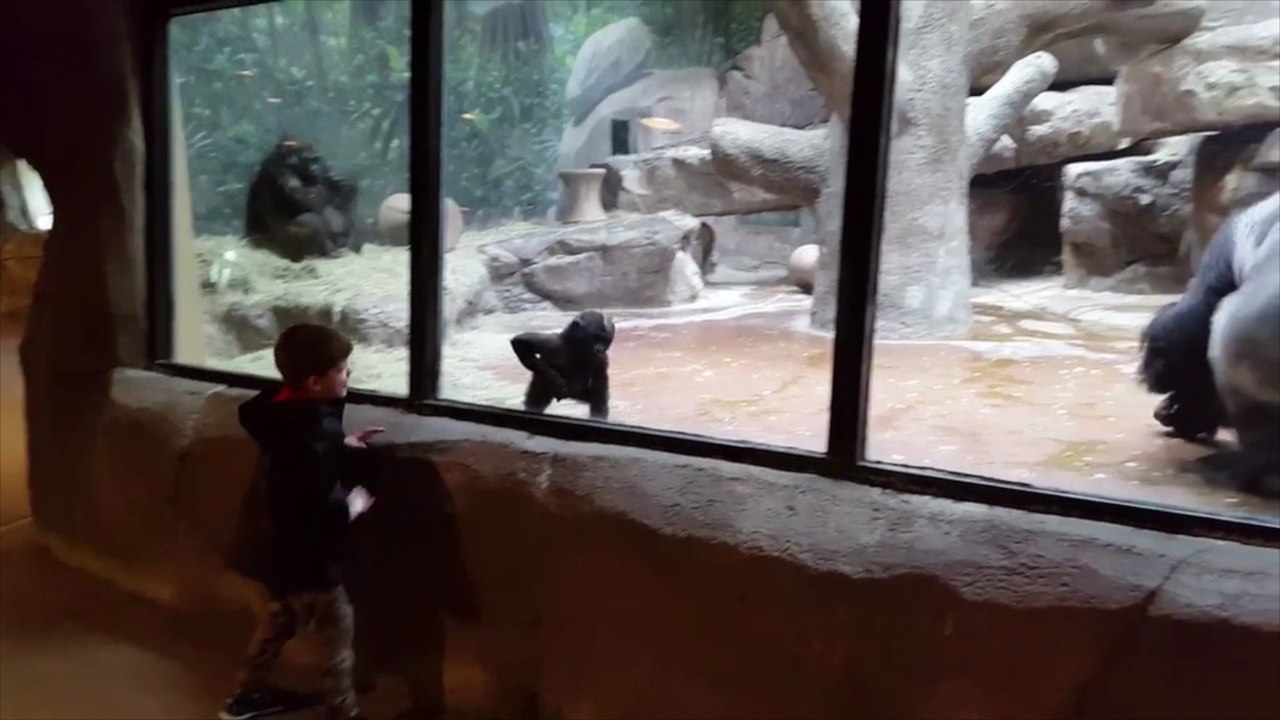 Un enfant s'amuse avec un bébé gorille