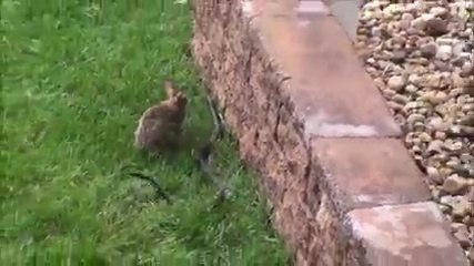 Anne Tavşan yavrularını yılandan böyle kurtarıyor