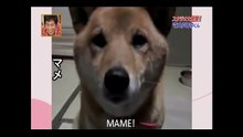 Sa maîtresse lui demande de japper doucement. Mais la réponse du chien frise la moquerie... Irrésistible !