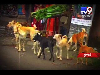 Stray dog menace haunts Navi Mumbai residents - Tv9 Gujarati