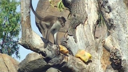 Primates no humanos afrontan crisis de extinción