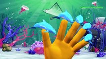 Dolphin Finger Family Nursery Rhymes For Kids | Dolphin Cartoon Finger Family Rhymes