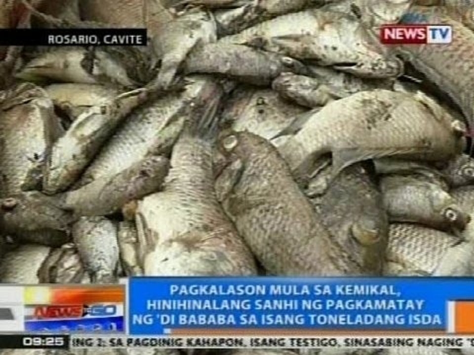 NTG: Pagkalason sa kemikal, hinihinalang sanhi ng pagkamatay ng 'di bababa sa isang toneladang isda