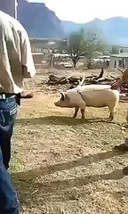 CARMA AL INSTANTE MIRA LO QUE LE PASA POR QUERER DARLE MATARILE AL CERDITO JEJE