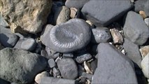 Fosiles - Cogiendo fosiles en Devon, UK