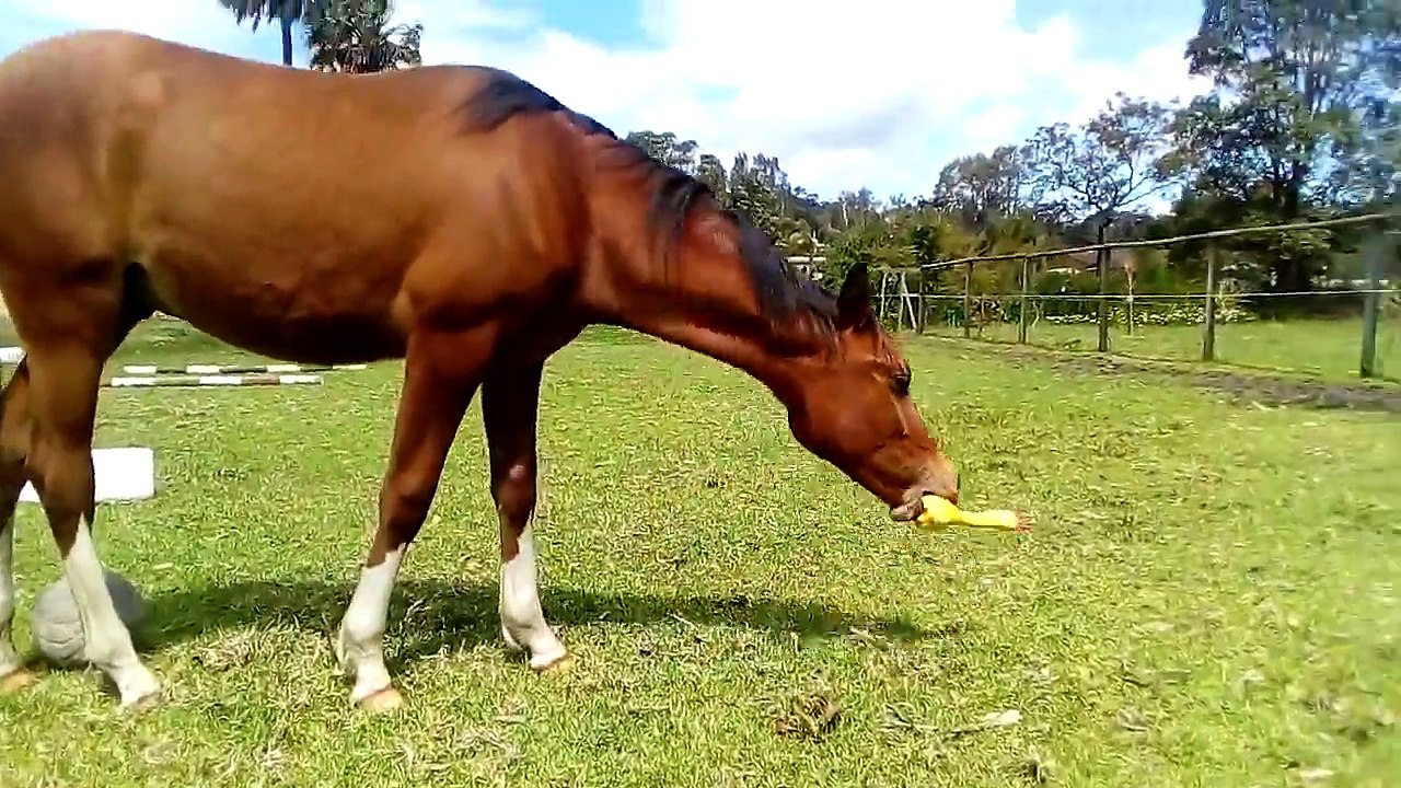 Жеребёнок играет с резиновой уточкой