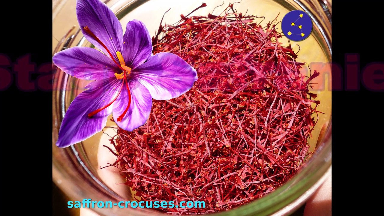 Stage Safranier approfondi, complet et professionnalisant pour apprendre le métier de safranier